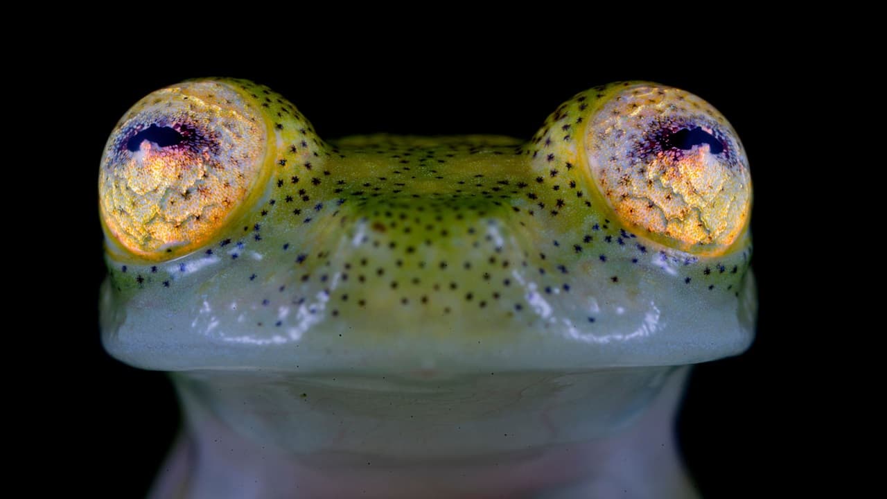 Glass Frog: New Species Named After DAO That Funds Conservation