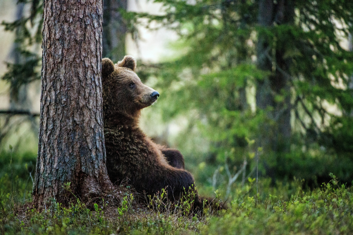 crypto bear market