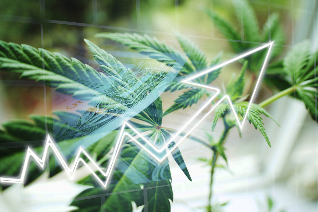 weed stocks