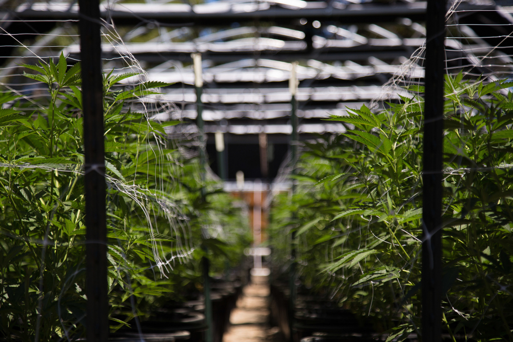 Marijuana Weed
