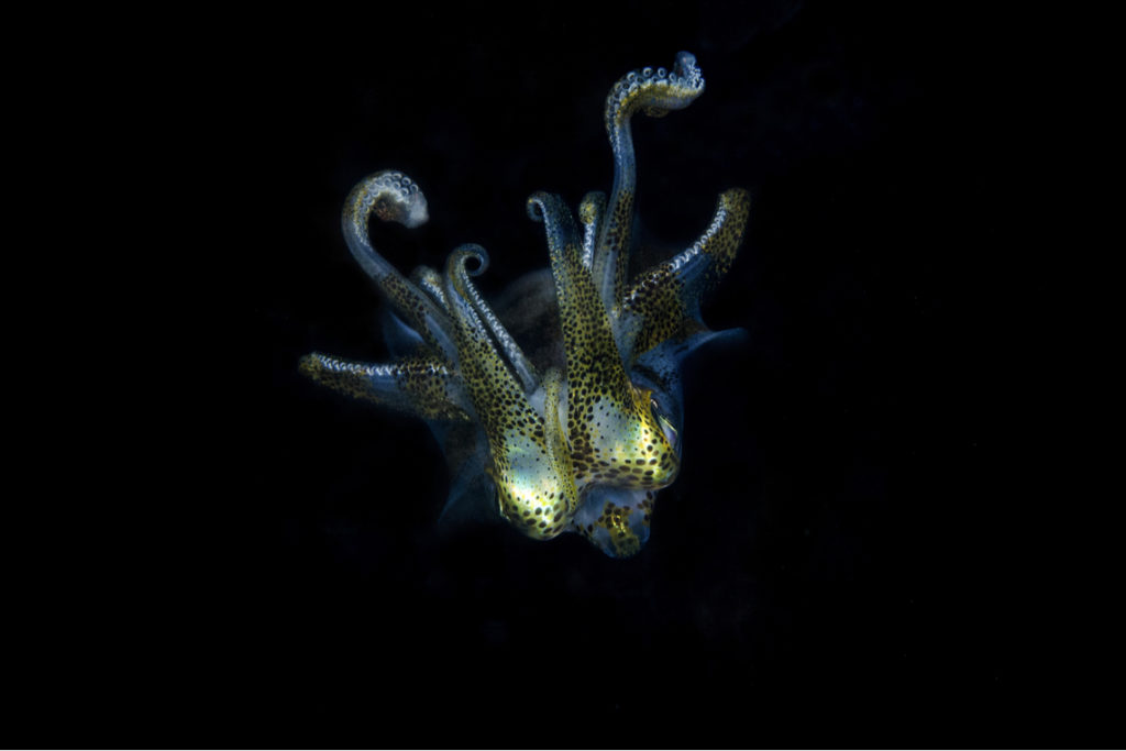 black squid
