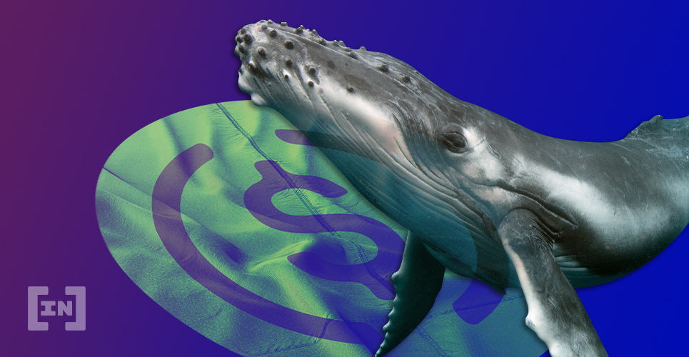 USDC Whale