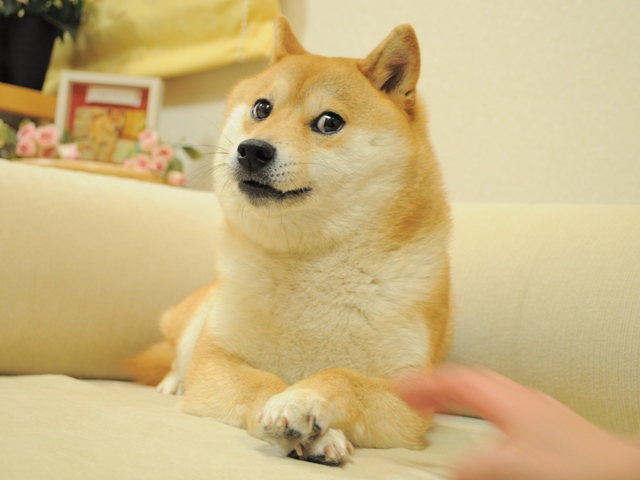 how to buy doge