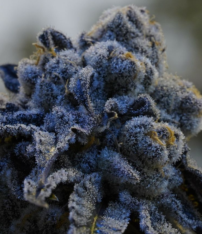 cannabis
