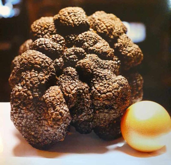 truffle NFTs