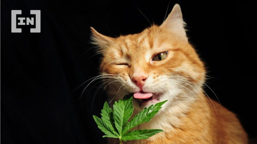 stoner cats