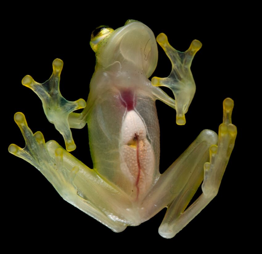 glass frog named after conservation DAO 
