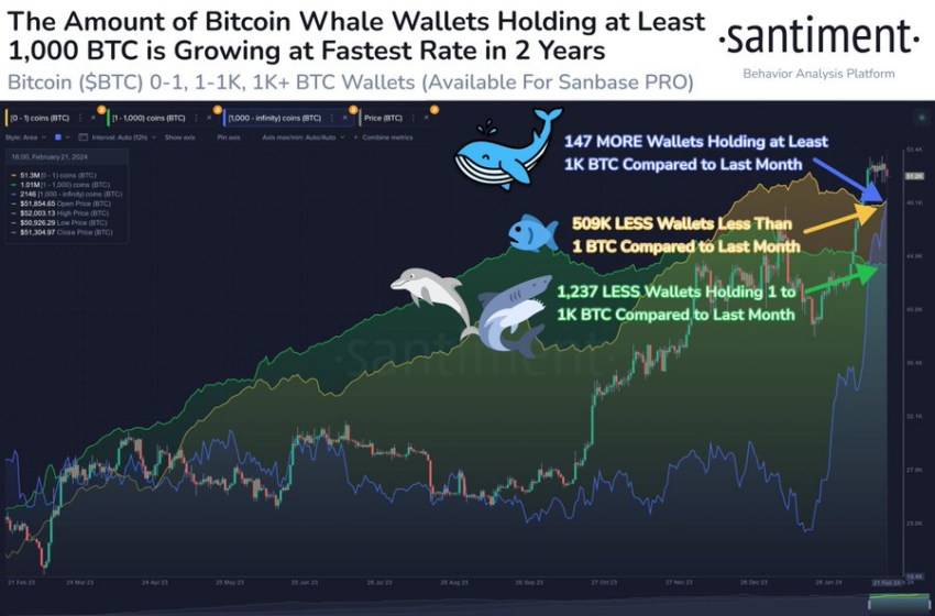 Balene crittografiche Bitcoin