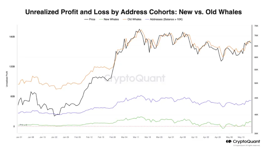 Unrealized PnL by Address Cohorts: CryptoQuant