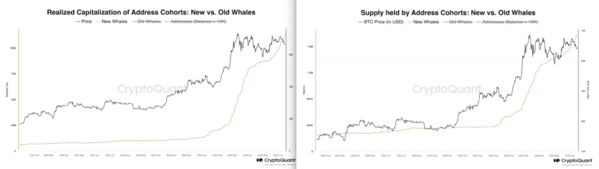 Short Term Whales Supply & Realized Cap. Source: CryptoQuant