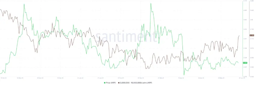 XRP Whale Holdings.