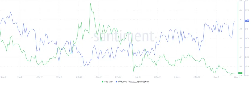 XRP Whale Accumulation. 