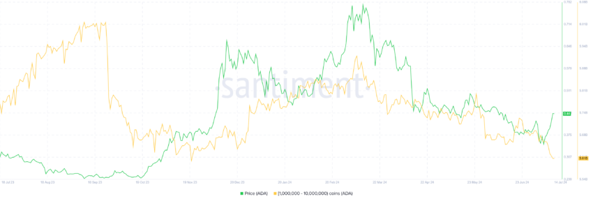 Tenute di balene di Cardano.