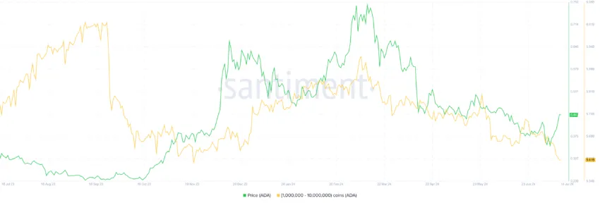 Cardano Whale Holdings. 