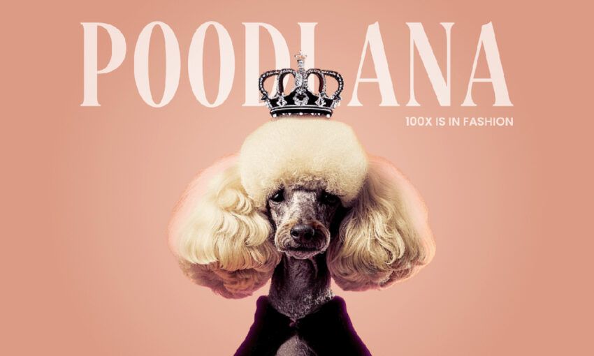 $3m in 11 Days: Poodlana’s Rapid Fundraising Success