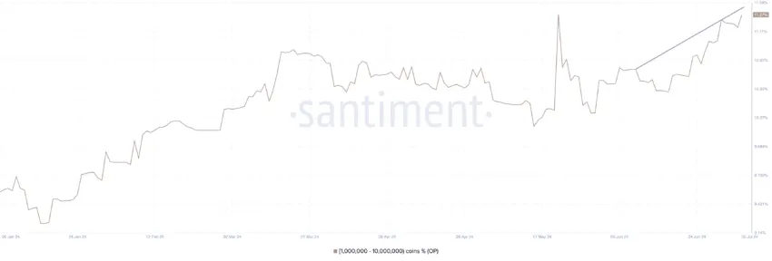 OP whales increase holdings