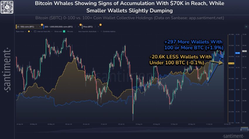 Bitcoin Whale Wallets.